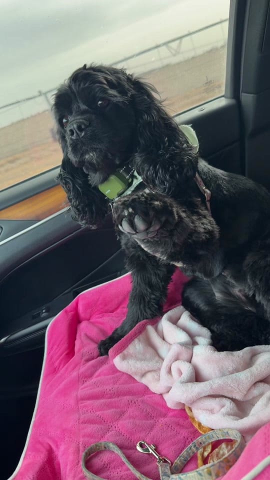 Post 3 by Riquella Johnston on TikTok (video)