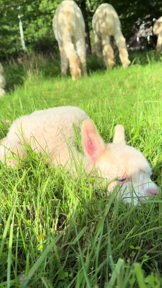 Post 3 by goodkarmaranch on TikTok (video)