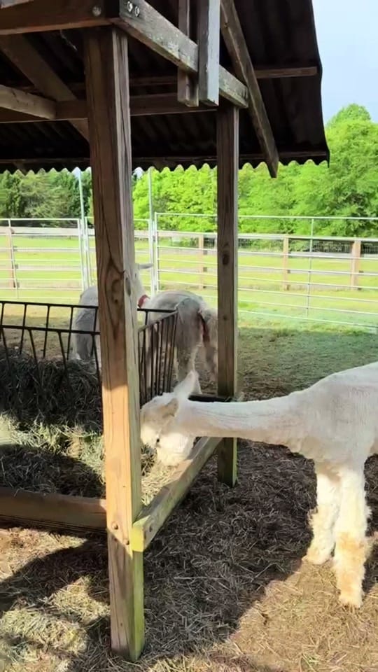 Post 4 by goodkarmaranch on TikTok (video)