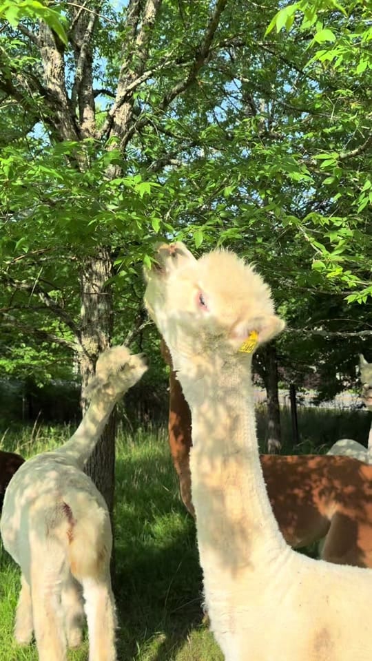Post 2 by goodkarmaranch on TikTok (video)