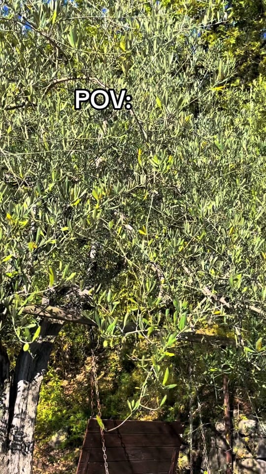 Post 6 by Allison Beers on TikTok (video)