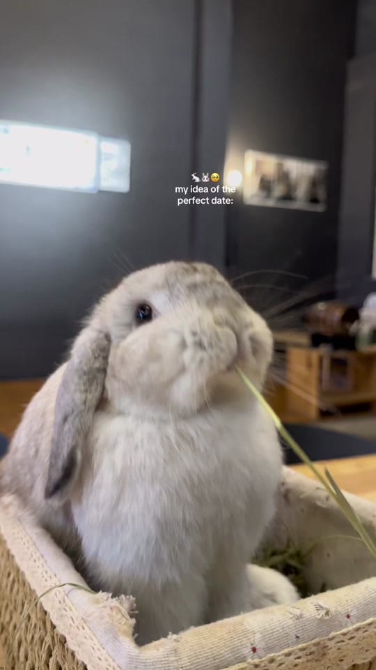 Post 6 by Alison on TikTok (video)