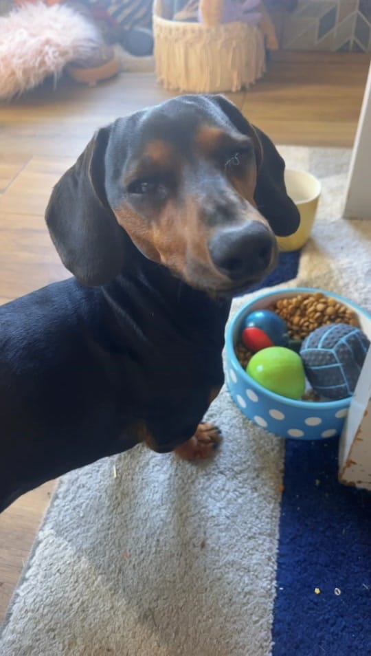 Post 8 by Oatie the miniture dachshund on TikTok (video)