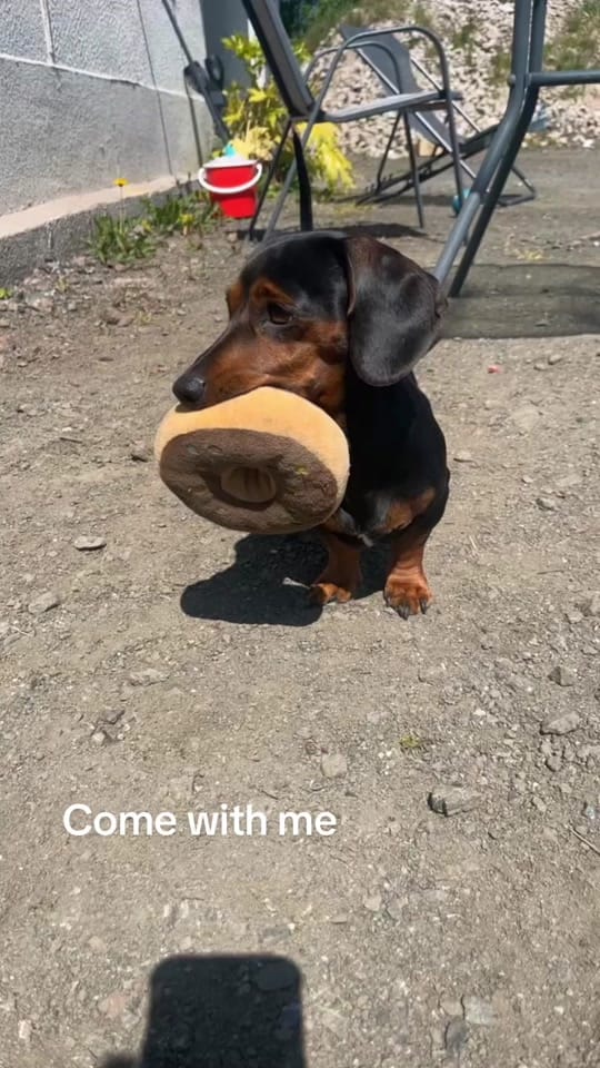 Post 4 by Oatie the miniture dachshund on TikTok (video)