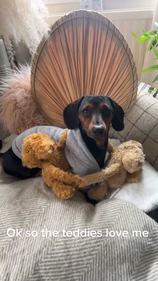 Post 9 by Oatie the miniture dachshund on TikTok (video)