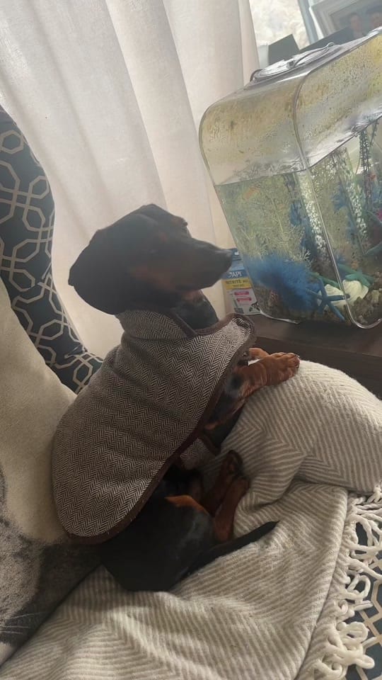 Post 10 by Oatie the miniture dachshund on TikTok (video)
