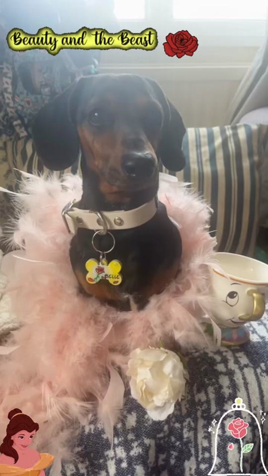 Post 3 by Oatie the miniture dachshund on TikTok (video)