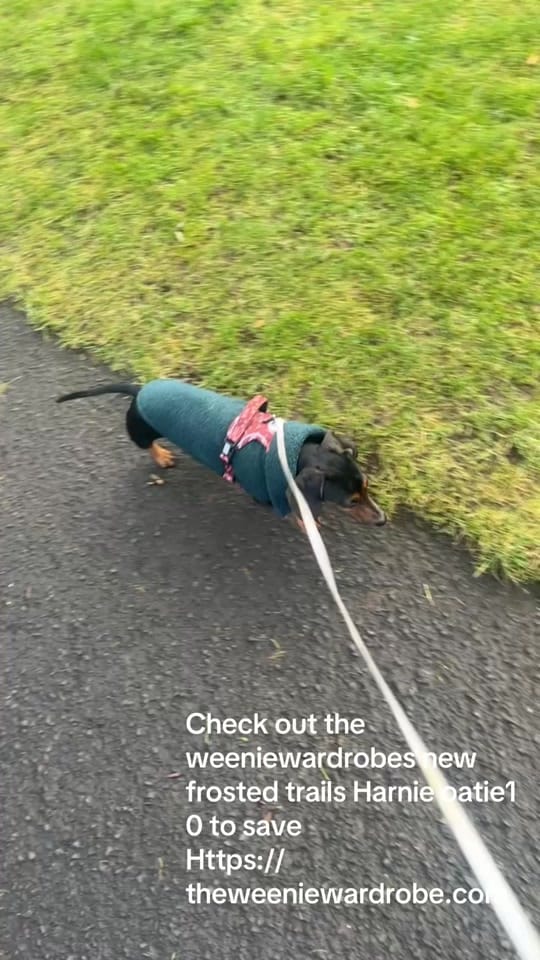 Post 2 by Oatie the miniture dachshund on TikTok (video)
