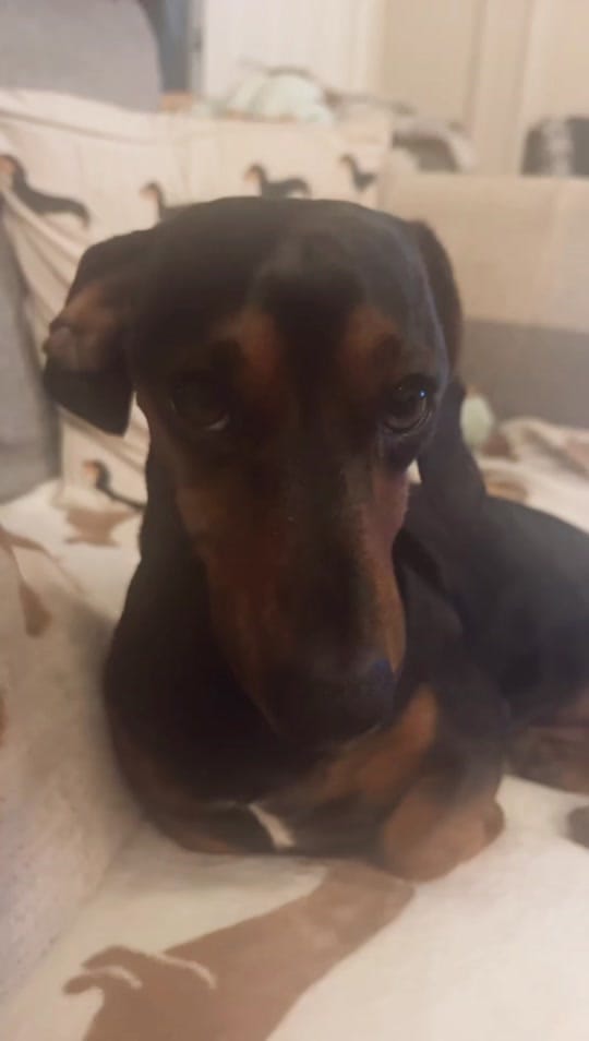 Post 7 by Oatie the miniture dachshund on TikTok (video)
