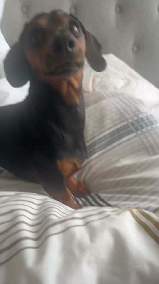 Post 5 by Oatie the miniture dachshund on TikTok (video)