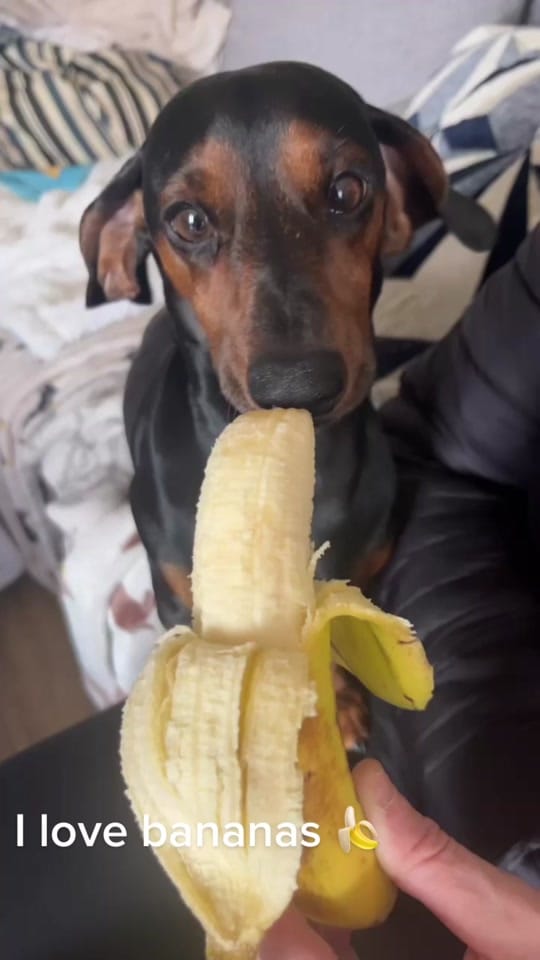 Post 6 by Oatie the miniture dachshund on TikTok (video)