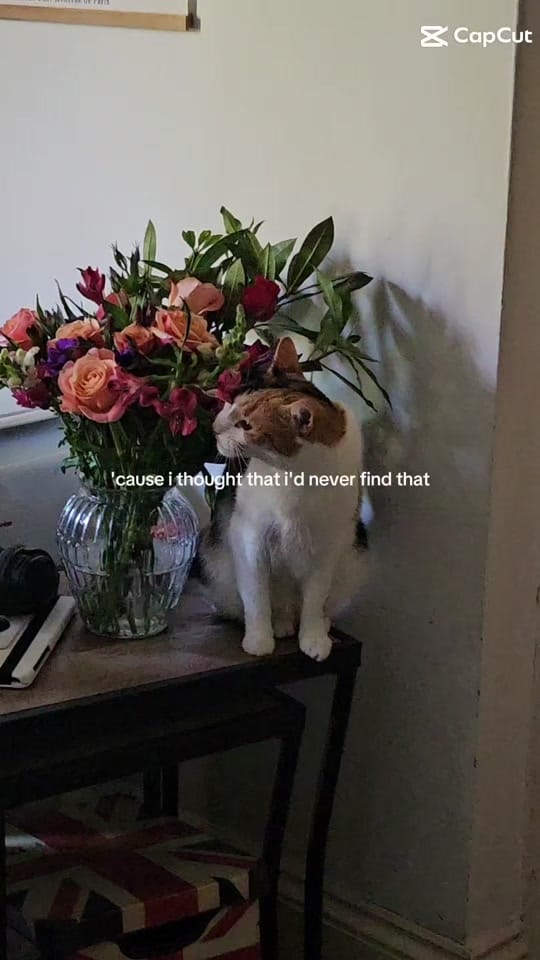 Post 10 by LoriAnn In LDN on TikTok (video)