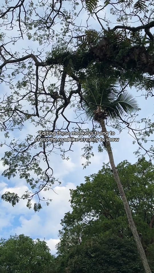 Post 2 by Caitlin⋆｡☆ Travel + Fashion on TikTok (video)