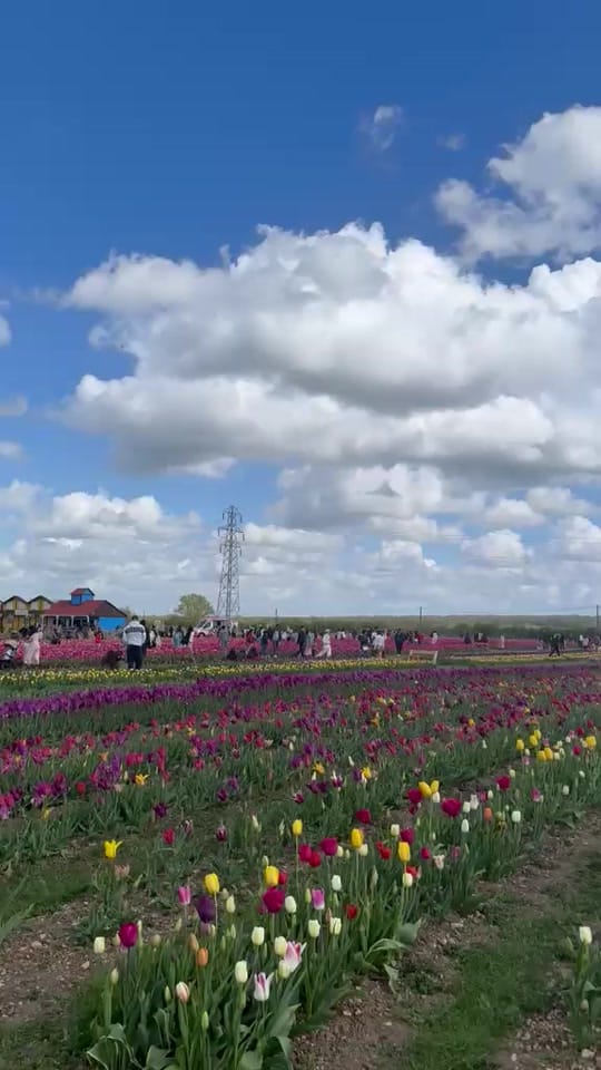 Post 7 by AmelieMelie 🇬🇧 🇦🇱 on TikTok (video)