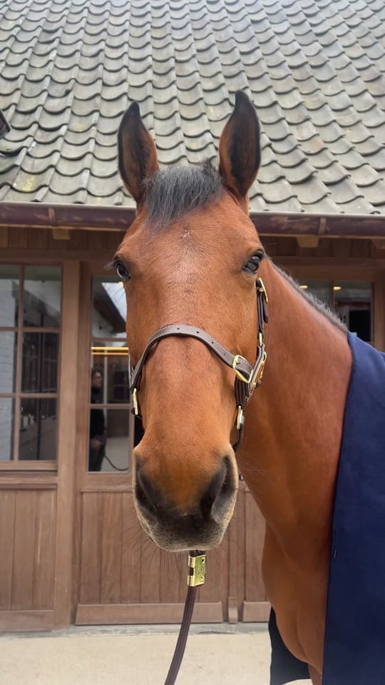 Post 7 by Kentucky Horsewear on TikTok (video)