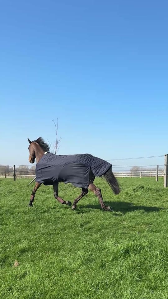 Post 10 by Kentucky Horsewear on TikTok (video)