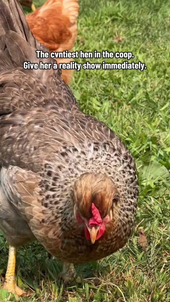 Post 5 by Rachel Cole on TikTok (video)