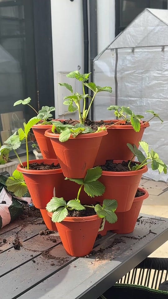 Post 1 by Emily Lucy Rajch on TikTok (video)