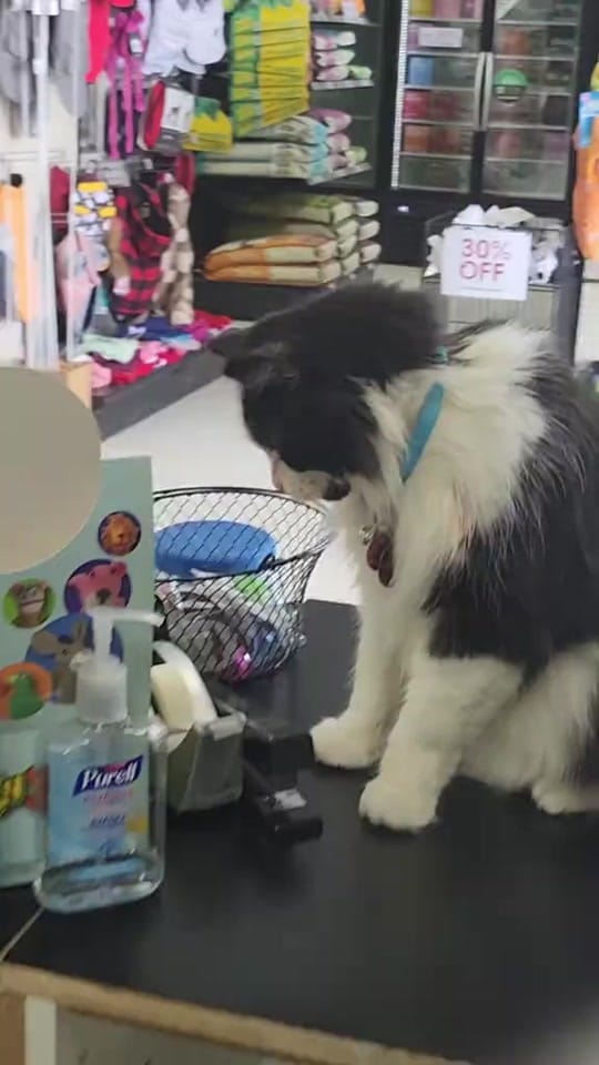 Post 2 by Southwest pet team🦎 on TikTok (video)