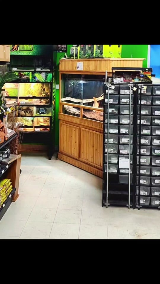 Post 6 by Southwest pet team🦎 on TikTok (video)