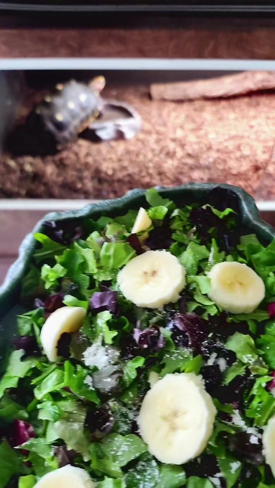 Post 7 by Southwest pet team🦎 on TikTok (video)