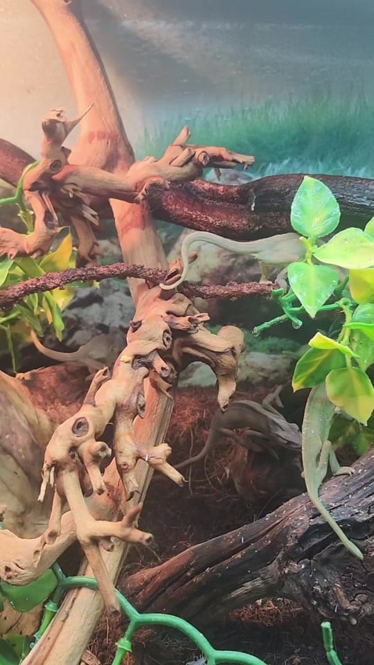 Post 1 by Southwest pet team🦎 on TikTok (video)