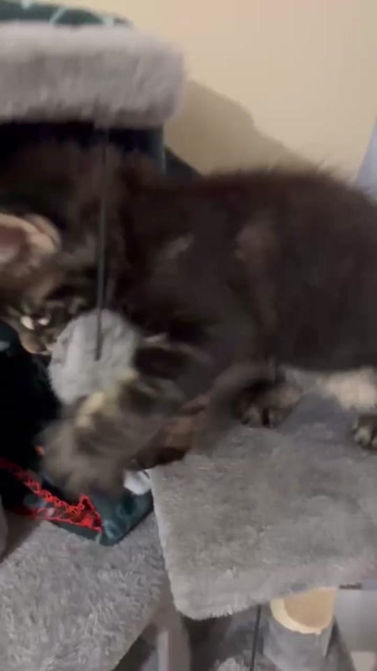 Post 5 by AdventurePets_KY on TikTok (video)