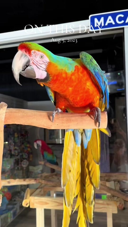Post 3 by AdventurePets_KY on TikTok (video)