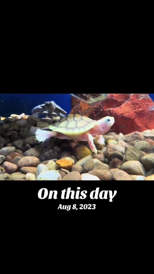 Post 2 by AdventurePets_KY on TikTok (video)