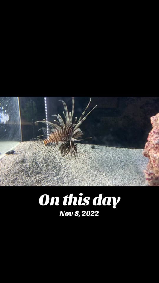 Post 1 by AdventurePets_KY on TikTok (video)