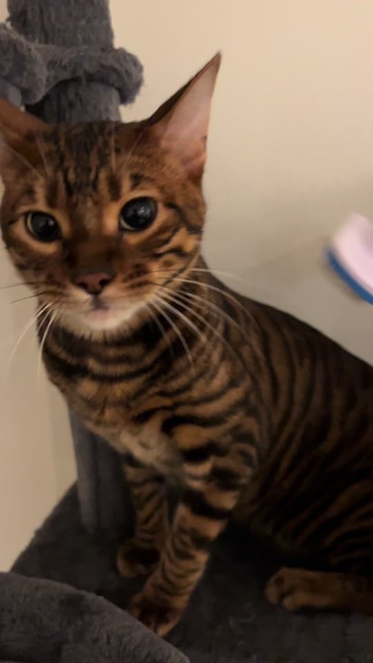 Post 1 by Lateefsaka on TikTok (video)