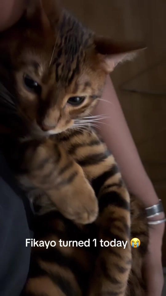 Post 3 by Lateefsaka on TikTok (video)