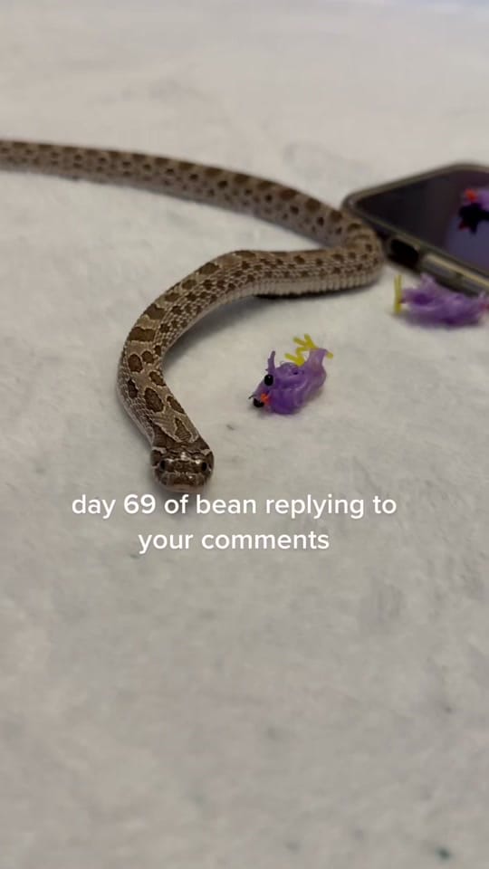 Post 3 by Chels on TikTok (video)