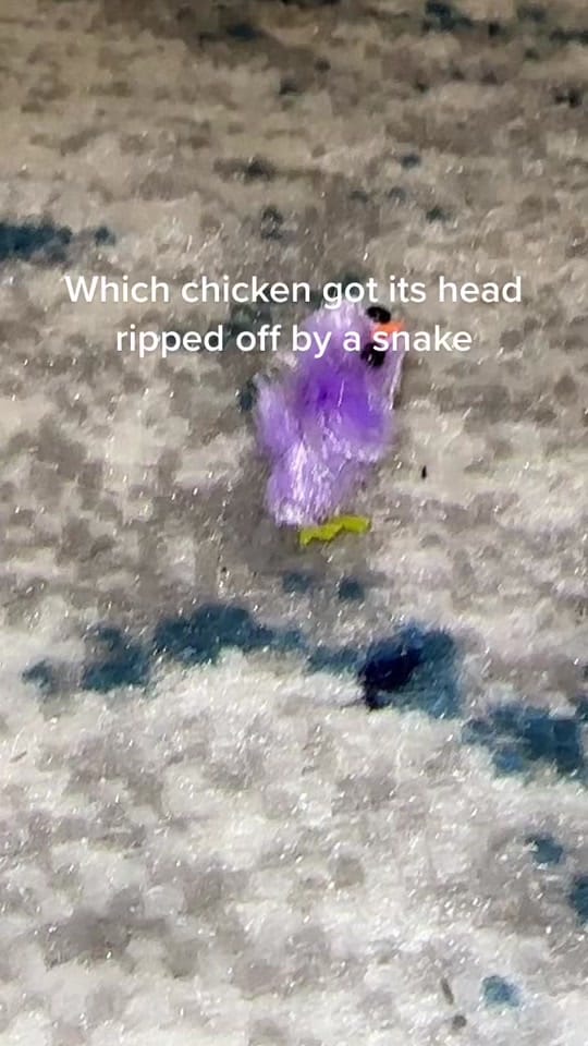 Post 5 by Chels on TikTok (video)