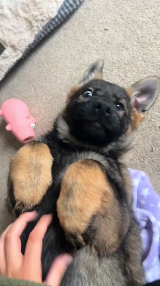 Post 9 by caterussell_ on TikTok (video)