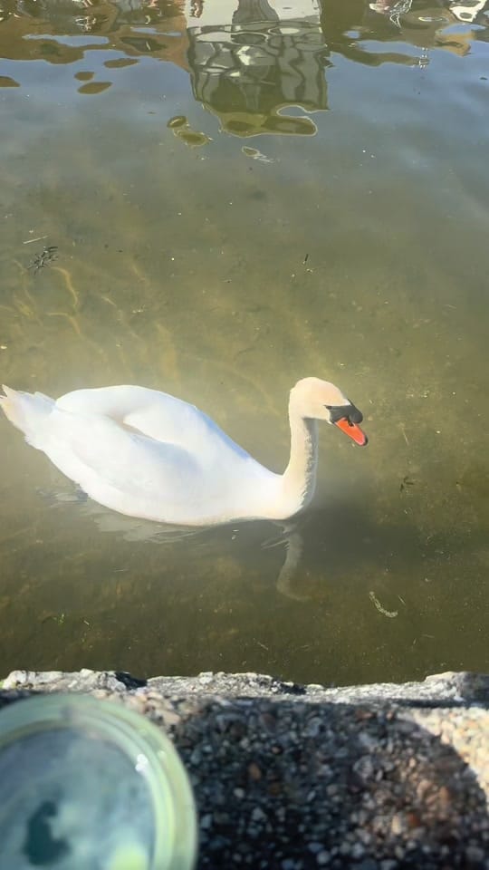 Post 9 by Chelsea☁️ on TikTok (video)