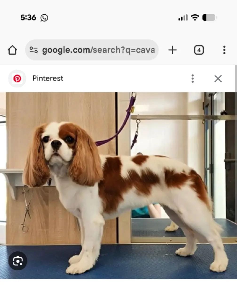 Post 5 by Sarah Mckeown on TikTok (video)