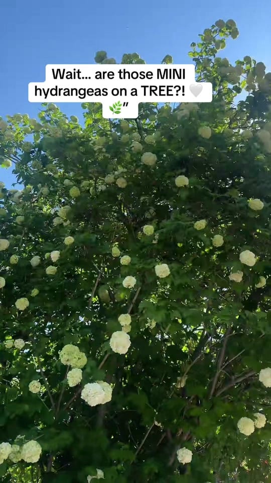 Post 3 by Maddison on TikTok (video)