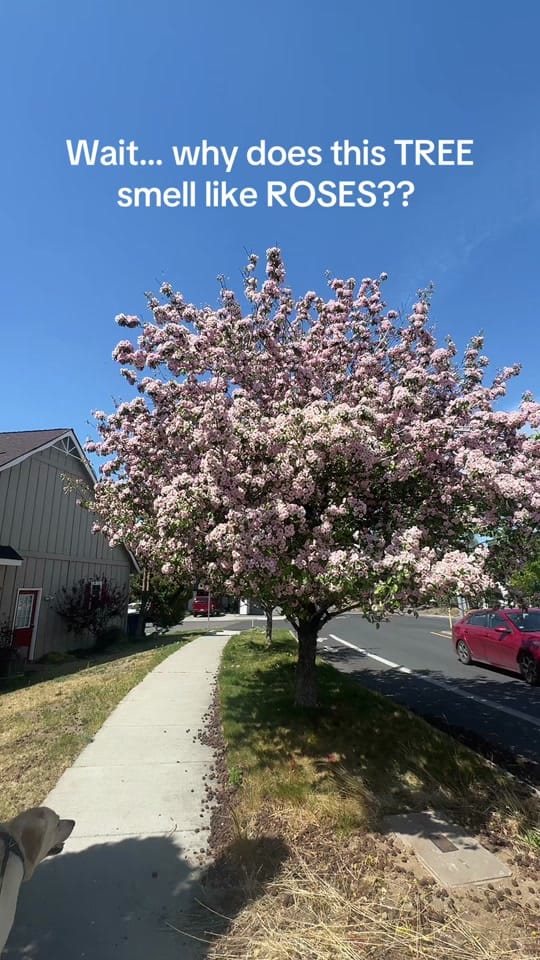 Post 7 by Maddison on TikTok (video)