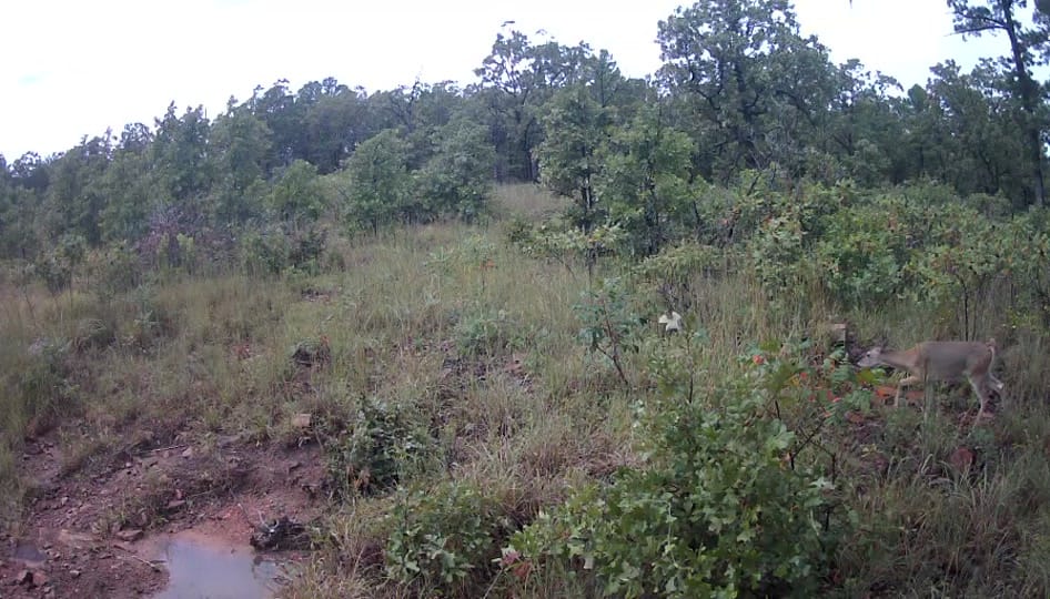 Post 5 by Texas Prepper Shop on TikTok (video)