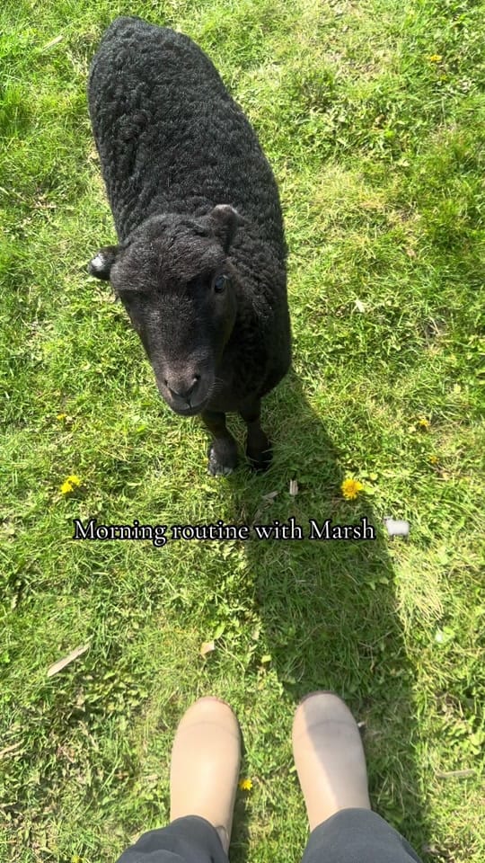 Post 8 by 55 Shannon on TikTok (video)