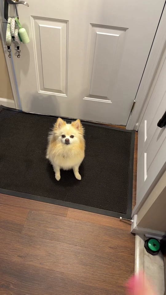 Post 8 by bray & lexi | pro dog mom🐾 on TikTok (video)