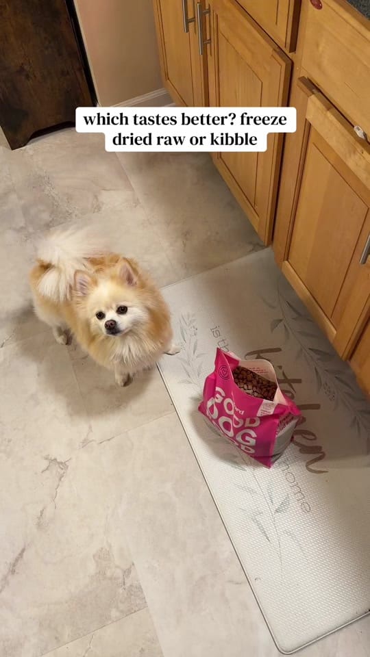 Post 10 by bray & lexi | pro dog mom🐾 on TikTok (video)