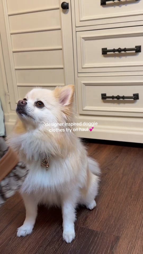 Post 1 by bray & lexi | pro dog mom🐾 on TikTok (video)