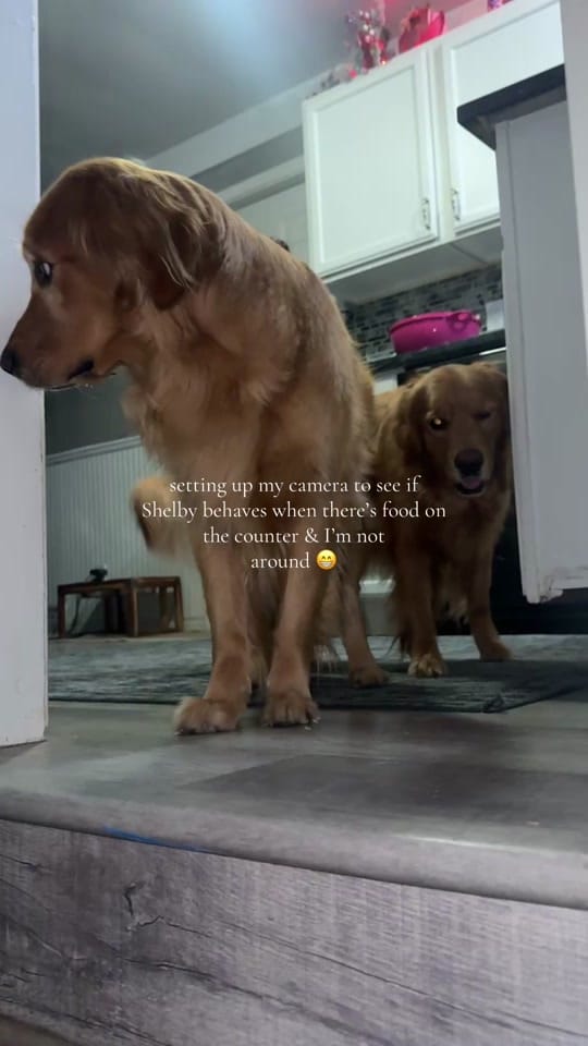 Post 3 by ♡ Ginny, Georgia, & Shelby ♡ on TikTok (video)