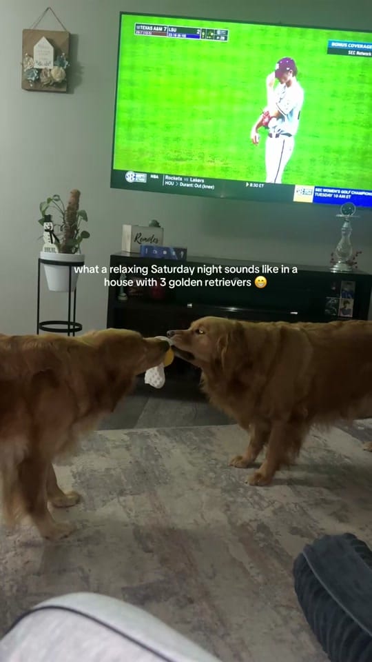 Post 5 by ♡ Ginny, Georgia, & Shelby ♡ on TikTok (video)
