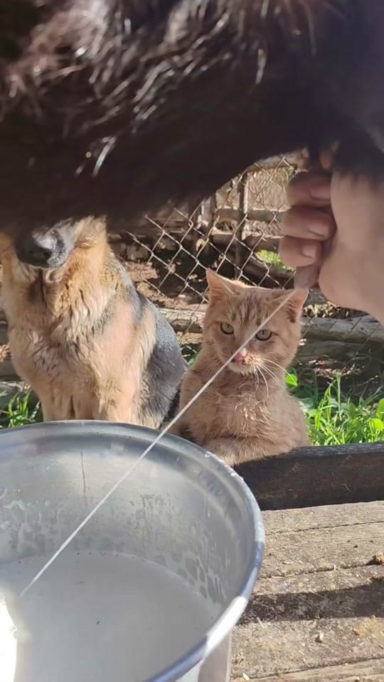 Post 4 by Vetventures on TikTok (video)