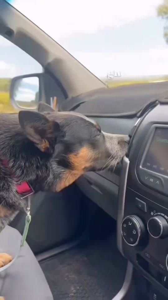 Post 3 by Vetventures on TikTok (video)