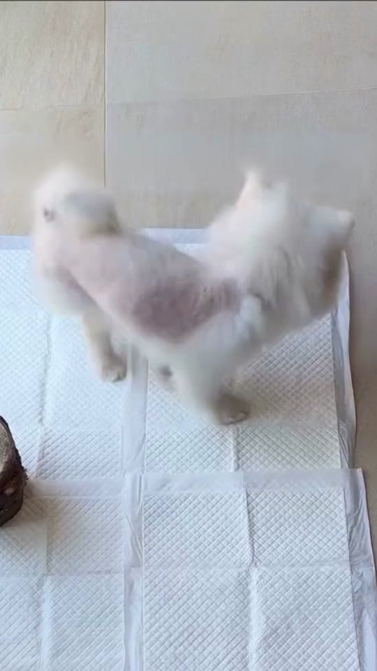 Post 2 by Vetventures on TikTok (video)