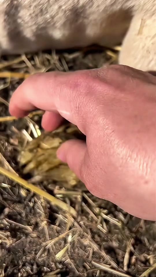 Post 8 by Vetventures on TikTok (video)